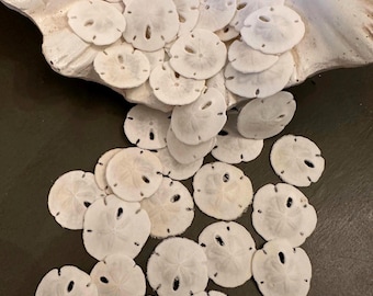 Tiny Mini Sand Dollars 3/4" - 7/8" Real Florida Keyhole Sand Dollar Shells