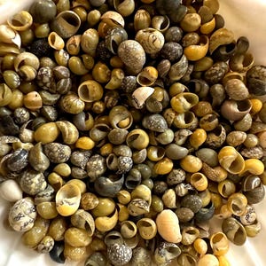 May include: A collection of small, spiral seashells in various shades of green, yellow, and brown. The shells are clustered together, showcasing their natural textures and patterns. The image is taken from a top-down perspective, highlighting the variety of shapes.