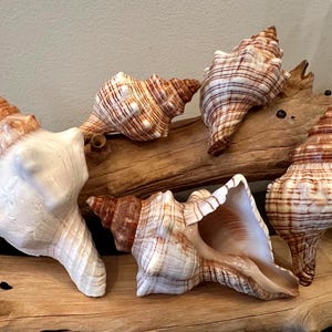 May include: An assortment of seashells in various shapes and sizes, with colors ranging from creamy white to brown. The shells are arranged on a piece of driftwood, showcasing their natural textures and patterns. A decorative coastal theme.