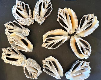 Center Cut Sliced Strombus Silver Lip Conch Shell 2.5" - 3'' Craft Shells 6 Shells