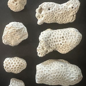 May include: A collection of seven off-white, porous coral fragments of varying shapes and sizes, labeled Set C. The pieces exhibit intricate, honeycomb-like skeletal structures and natural textures characteristic of dried coral specimens.