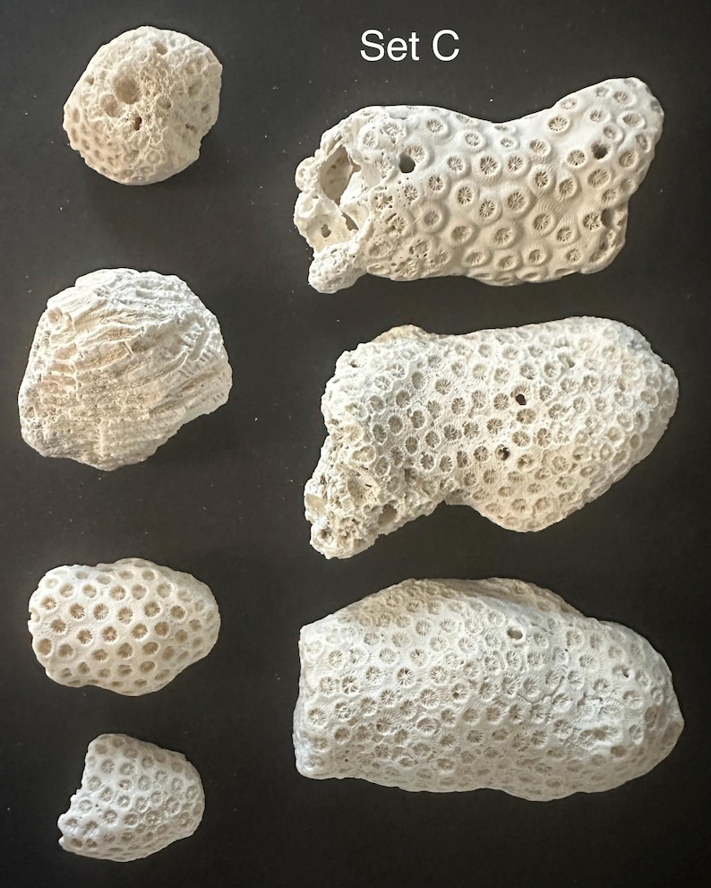 May include: A collection of seven off-white, porous coral fragments of varying shapes and sizes, labeled Set C. The pieces exhibit intricate, honeycomb-like skeletal structures and natural textures characteristic of dried coral specimens.