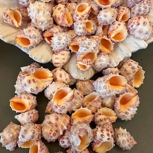 Drupa Orange Morum Shell Cone Home Decor Craft Jewelry Seashells