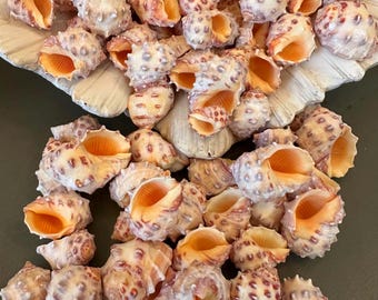 Drupa Orange Morum Shell Cone Home Decor Craft Jewelry Seashells