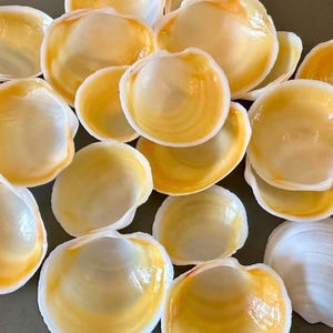 May include: A collection of small, white seashells with a yellow-orange interior. The shells are smooth and have a glossy finish.