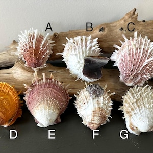 May include: An assortment of sea shells in various colors, including orange, white, and shades of pink and brown. The shells are arranged on a piece of driftwood, showcasing their unique textures and shapes. The shells are labeled A through G.