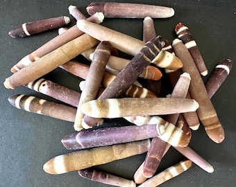 Large Sea Urchin Spines 1"- 4"