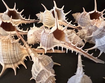 3 Murex Ternispina Seashell  Spiked Seashell 3"- 4"