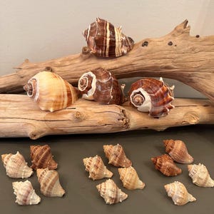 King Crown Conch Seashells Assorted Shells and Sizes