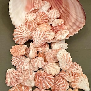 May include: A large, open, fan-shaped seashell serves as a container, spilling out a collection of numerous smaller, fan-shaped scallop shells. Both the large shell and the smaller ones feature a white base with reddish-brown patterns.