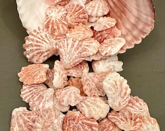 Florida Kitten Paw Shells 15 Cat's Paws Sea Shells Sanibel Island