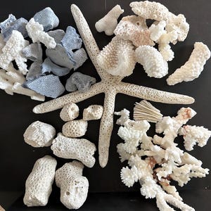 May include: A collection of natural marine specimens including a large, textured, off-white starfish surrounded by various pieces of porous white coral and several smaller, smooth, light blue-grey coral fragments arranged on a dark surface.