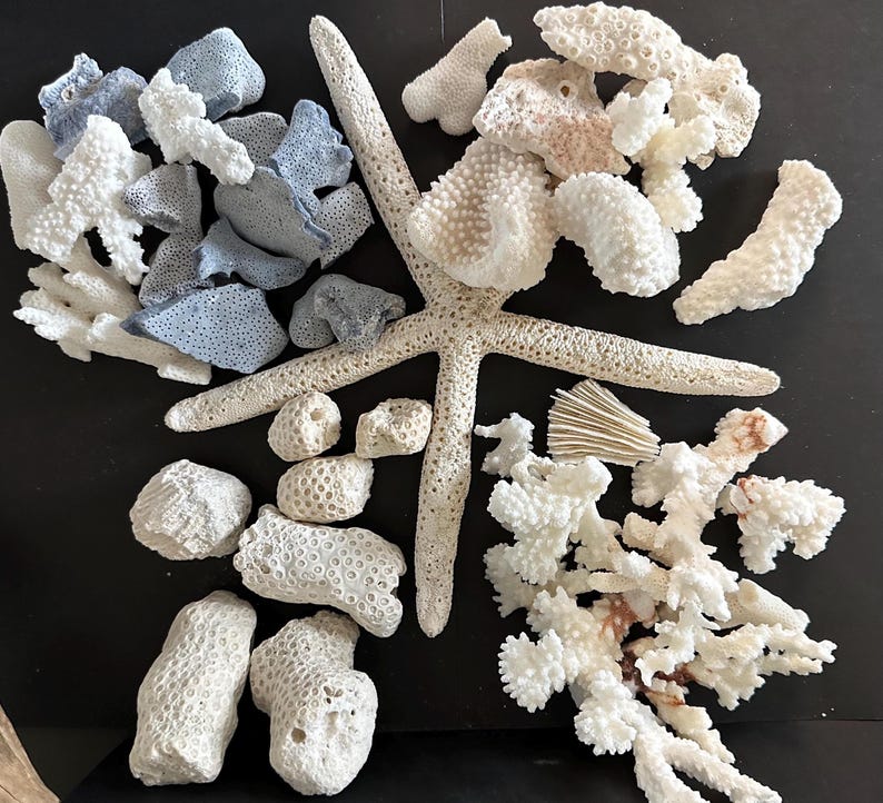 May include: A collection of natural marine specimens including a large, textured, off-white starfish surrounded by various pieces of porous white coral and several smaller, smooth, light blue-grey coral fragments arranged on a dark surface.