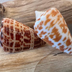 May include: Two cone-shaped seashells with brown and white patterns. One shell has a darker, more intricate pattern, while the other has a lighter, spotted design. The shells are resting on a piece of driftwood.