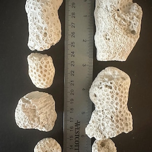 May include: A collection of six off-white, porous coral fragments labeled Set C, arranged alongside a Westcott metal ruler. The ruler displays measurements in both inches and centimeters, showing the largest coral piece is about 6 inches long.