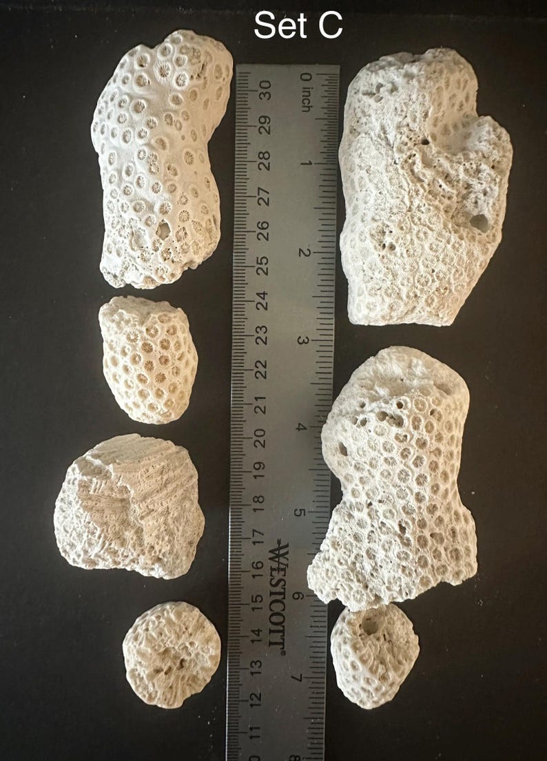 May include: A collection of six off-white, porous coral fragments labeled Set C, arranged alongside a Westcott metal ruler. The ruler displays measurements in both inches and centimeters, showing the largest coral piece is about 6 inches long.