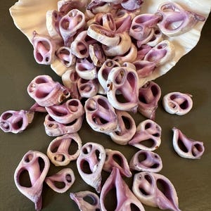 May include: A collection of small, light purple and white seashells, with a unique, organic shape. The shells are scattered on a dark surface and inside a large, white seashell. The shells have a smooth, glossy texture.