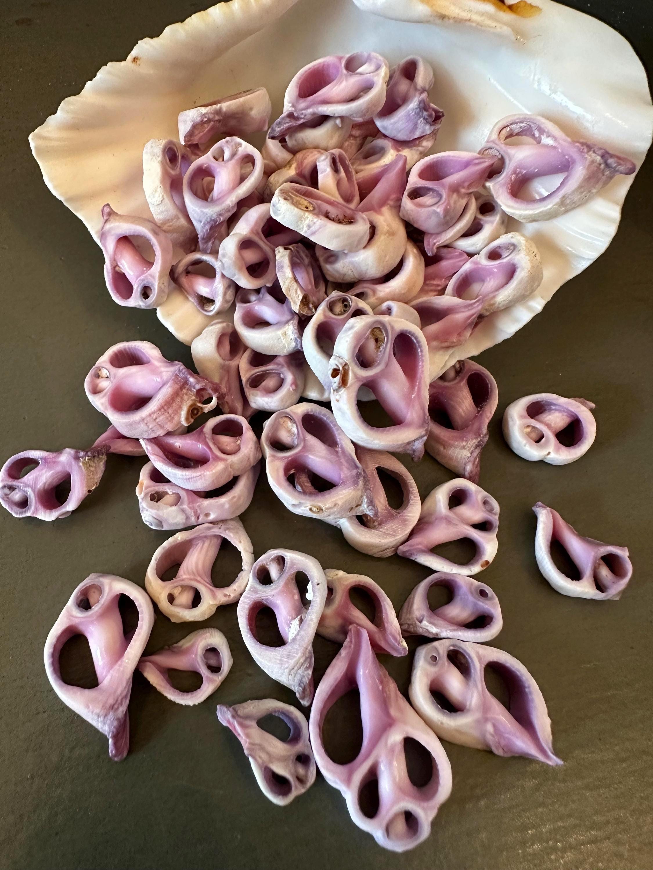 Center Sliced Purple Cebu Beauty Seashells Quantity Options Seashells ...
