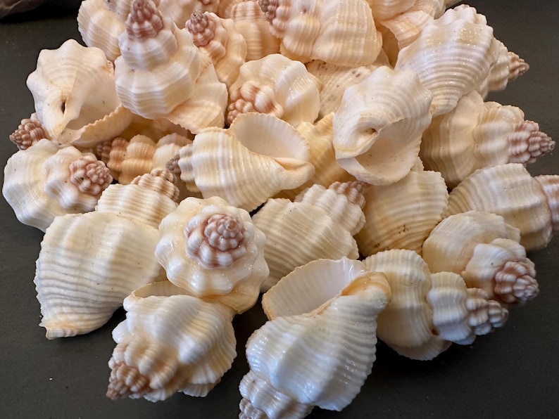 Vary Shell Nutmeg Shell Cancellaria Shells Natural Cream Colors - Etsy