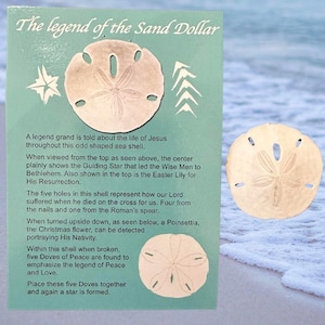 May include: A light beige sand dollar with a star-shaped pattern and five holes, next to a card with text about the legend of the sand dollar. The card has a teal background and includes illustrations of a star and arrows.