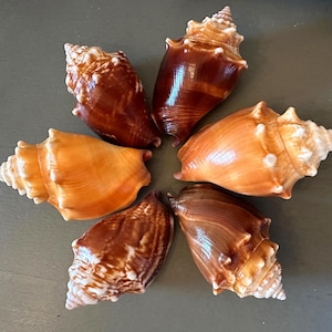 6 Florida Fighting Conch Seashells Zigzag Pattern, Brown, Banded  and Caramel  Sanibel Island Florida Fighting Conch Seashells