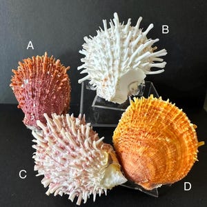 May include: Four sea shells with unique textures and colors. One is a spiky, reddish-pink, another is white with long protrusions, a third is pink and white, and the last is orange. The shells are displayed on clear stands against a dark background.