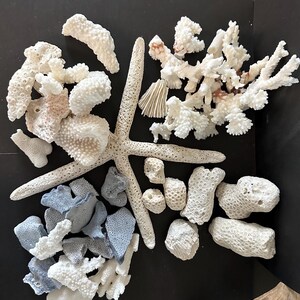 May include: A collection of natural marine specimens including a large, five-pointed beige starfish, various pieces of white branching coral, porous white coral fragments, and several smooth, light blue-grey stone or coral pieces arranged together.