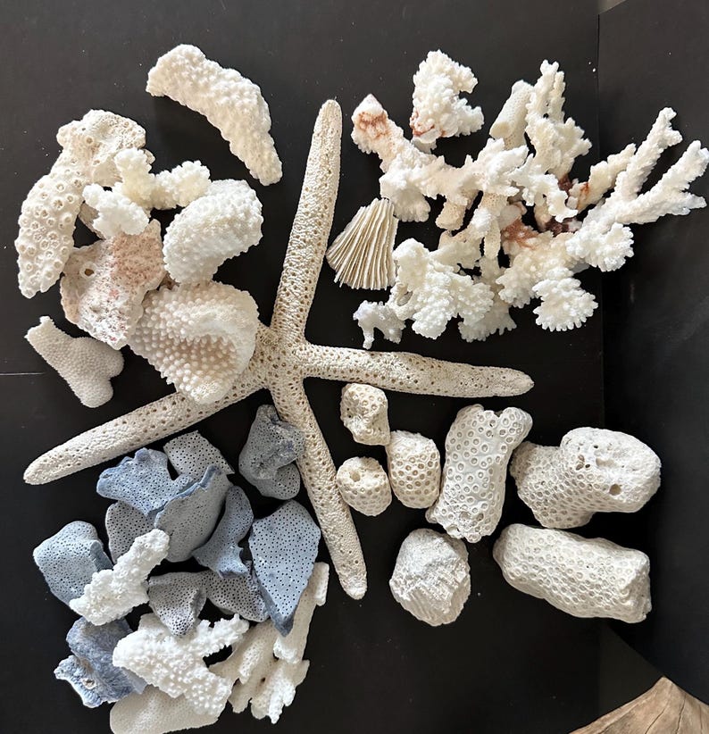 May include: A collection of natural marine specimens including a large, five-pointed beige starfish, various pieces of white branching coral, porous white coral fragments, and several smooth, light blue-grey stone or coral pieces arranged together.
