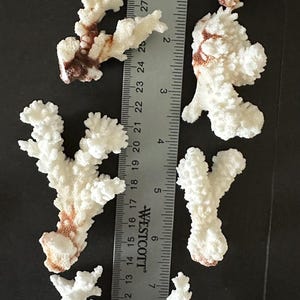 May include: Five pieces of white, textured coral branches arranged around a metal Westcott ruler. The ruler shows measurements in both inches and centimeters, with the largest coral piece measuring approximately 6 inches in total length.