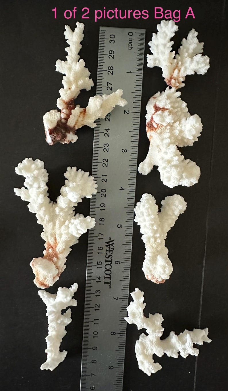 May include: Five pieces of white, textured coral branches arranged around a metal Westcott ruler. The ruler shows measurements in both inches and centimeters, with the largest coral piece measuring approximately 6 inches in total length.