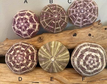 Sea Urchin Gator Alphonso Urchin Approx 2.5" - 3" Inches  Coastal Beach Decor