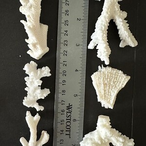 May include: Five pieces of white, textured, branching coral arranged next to a metal Westcott ruler. The ruler shows the coral pieces range in length from approximately 2 inches to 8 inches. The text 2 of 2 pictures Bag A is visible.