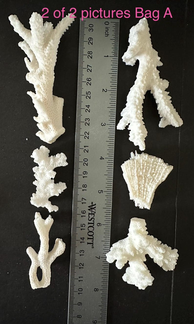 May include: Five pieces of white, textured, branching coral arranged next to a metal Westcott ruler. The ruler shows the coral pieces range in length from approximately 2 inches to 8 inches. The text 2 of 2 pictures Bag A is visible.