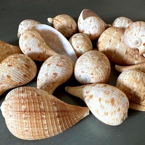 May include: A collection of numerous tan and brown speckled sea shells. The shells feature a variety of shapes, including rounded, spiral, and elongated forms with textured surfaces and visible ridges. Some shells show smooth white interiors.
