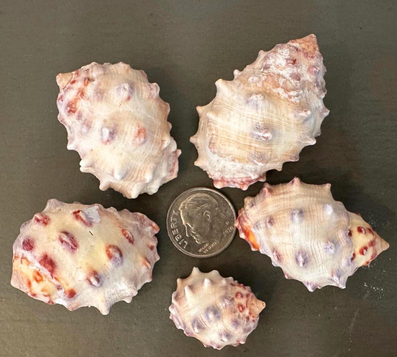 Drupa Orange Morum Shell Cone Home Decor Craft Jewelry Seashells - Etsy