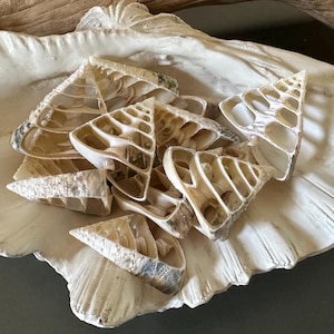 May include: A collection of off-white, cross-sectioned spiral seashells resting inside a large, textured, cream-colored clam shell bowl. The interior of the spiral shells reveals a series of triangular chambers and intricate, hollow, layered structures.