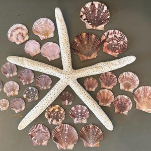 May include: A large, textured, off-white starfish positioned centrally, surrounded by a collection of numerous small, fan-shaped scallop shells in various shades of brown, tan, and pink, featuring distinct radial ridges and patterns.