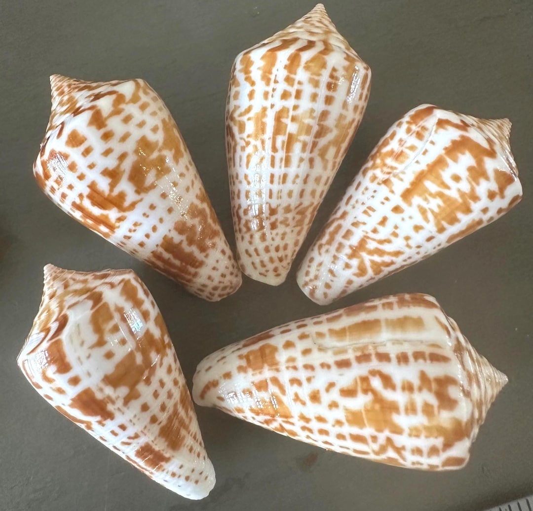 Cone Seashell Inscriptus Conus Shell - Etsy