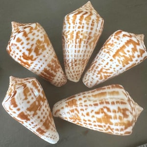 Cone Seashell Inscriptus Conus Shell
