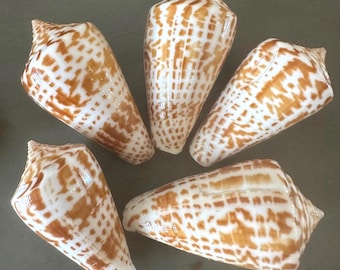 Cone Seashell Inscriptus Conus Shell