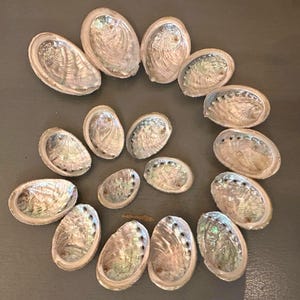 May include: A collection of fifteen oval abalone shells arranged in a spiral pattern. Each shell features a smooth, iridescent interior with a pearlescent sheen displaying subtle shades of pink, green, and blue, along with a row of small holes.