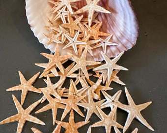 Small Natural Starfish 1"-1 1/4" One Inch Sea Star Seashell For Crafting or Decorating