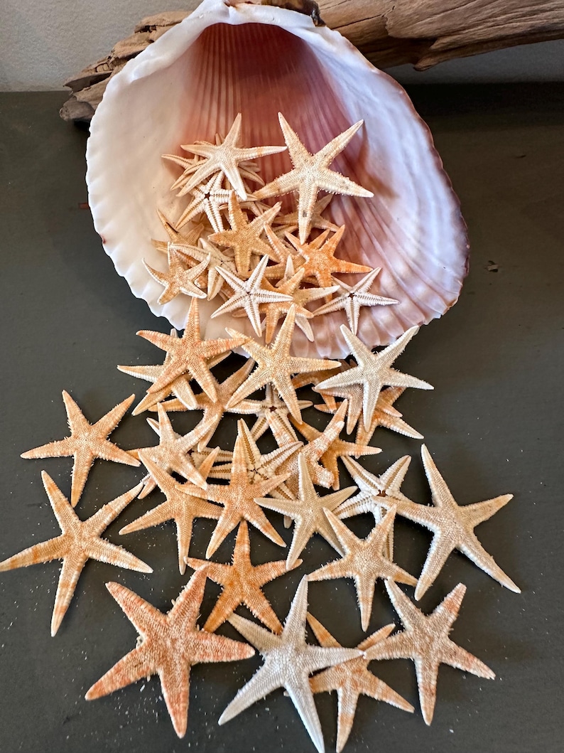 Small Natural Starfish 1
