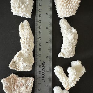 May include: A collection of seven white, textured coral fragments labeled Bag D, arranged alongside a Westcott ruler measuring up to 30 centimeters and 12 inches. The pieces vary in shape and size, displaying intricate, porous surface details.