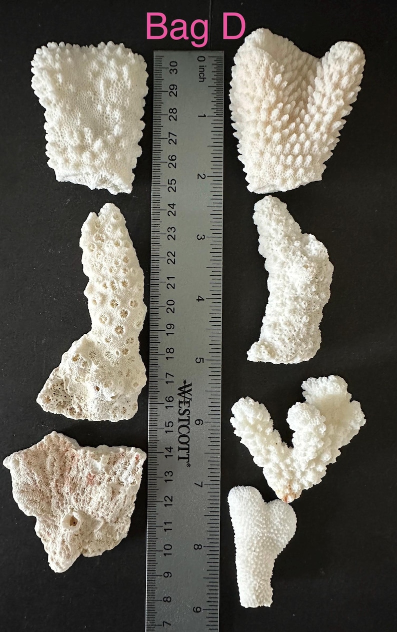May include: A collection of seven white, textured coral fragments labeled Bag D, arranged alongside a Westcott ruler measuring up to 30 centimeters and 12 inches. The pieces vary in shape and size, displaying intricate, porous surface details.