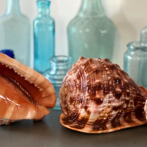 May include: Three large seashells with brown and tan mottled patterns. One shell is positioned with its smooth, peach-colored interior opening visible, while the other two shells show their textured, spiraled outer surfaces.