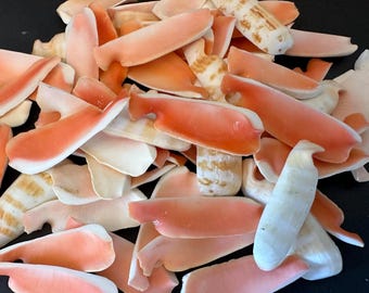 Lip Cut Strawberry Shells 20 Sliced Strombus Shells 1 1/2" Sailors Valentine, Shell Craft shells, Wedding shells