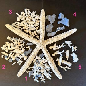 Coral Fragment Pieces Natural Sea Coral Broken Pieces Blue Ridge Coral,Reef Coral, Lace Coral decor Crafting