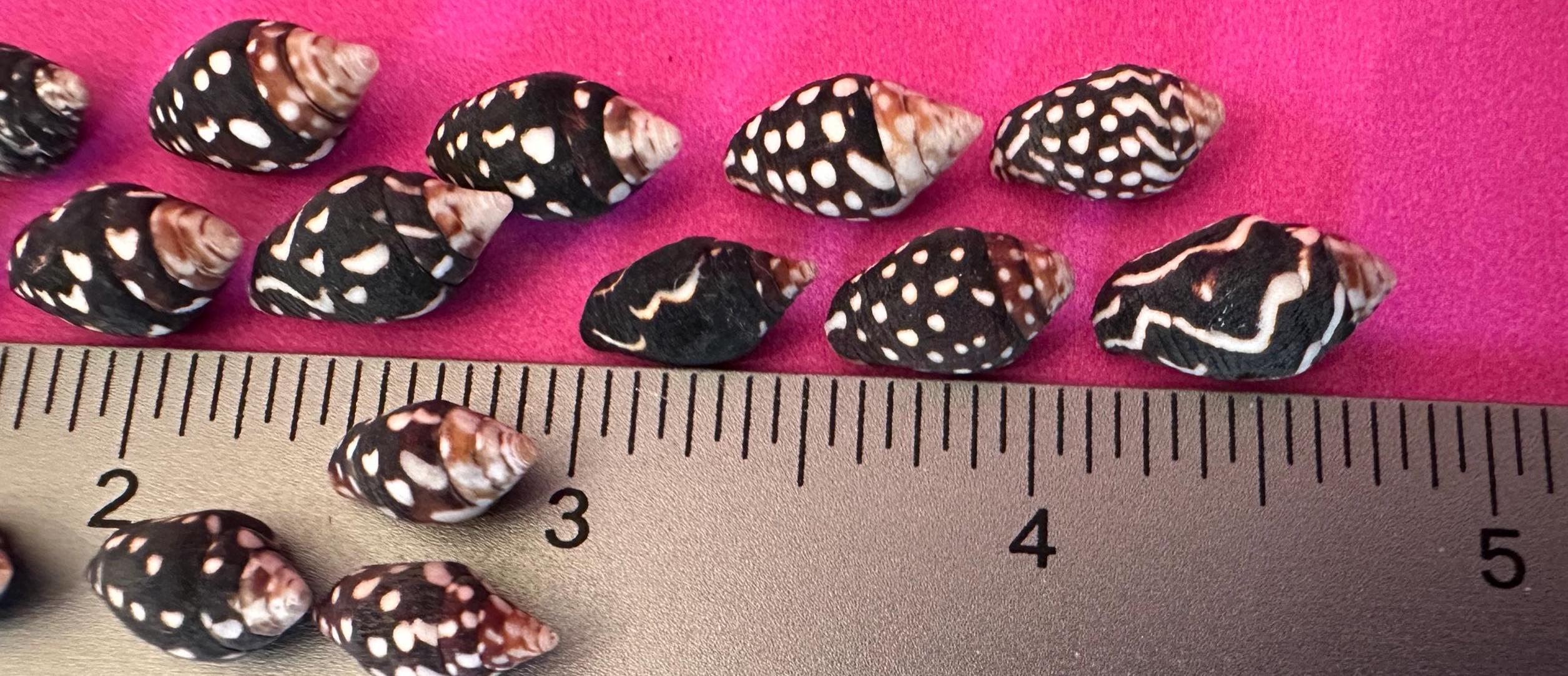 Nassa Columbella Shells: Small Crafting Jewelry Seashells - Etsy