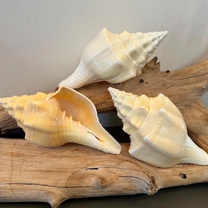 Chank Shell 5"-6" Conch Shell Beach Wedding Decor Coastal Crafts Air Plant
